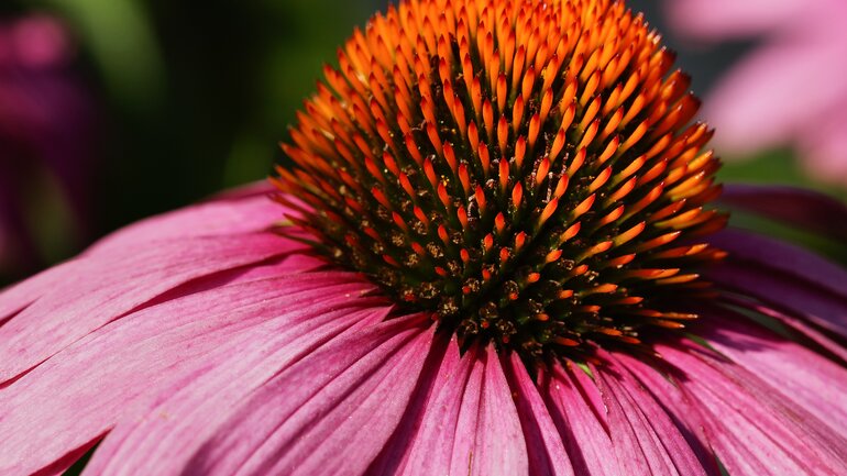Echinacea: Entgiften mit dem Sonnenhut