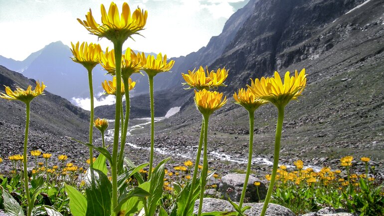 Arnica bei Verletzungen