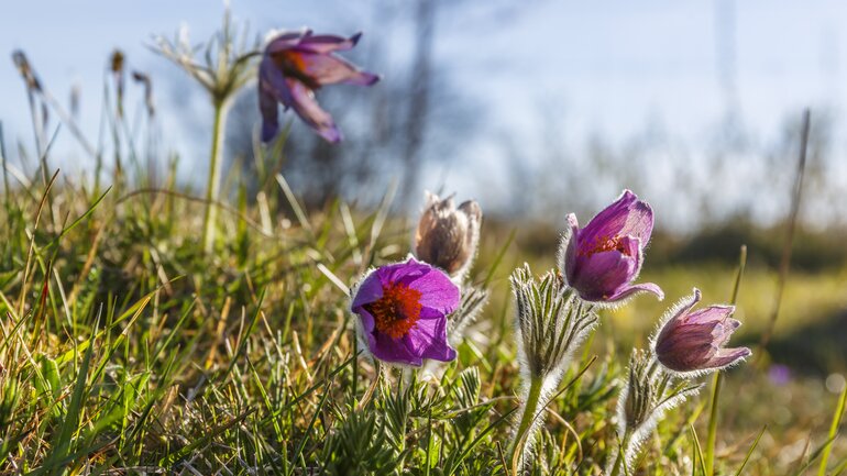 Pulsatilla