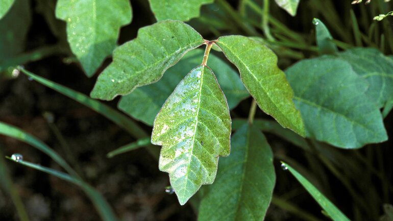Rhus toxicodendron
