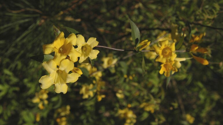 Gelber Jasmin (Gelsemium)