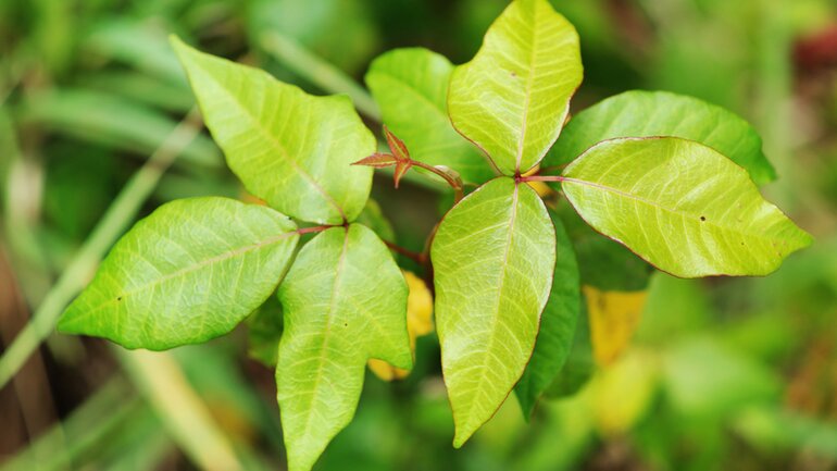 Giftsumach (Rhus toxicodendron)