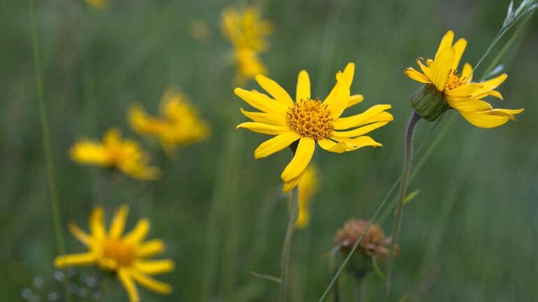 Arnica in der homöopathischen Reiseapotheke
