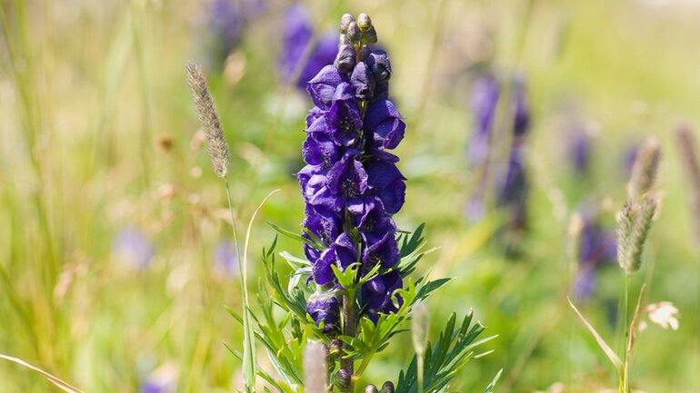 Aconitum napellus gegen Fieber auf Reisen