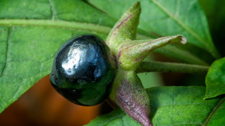 Belladonna: Kopfschmerzen homöopathisch lindern