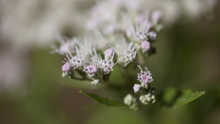 Wasserhanf (Eupatorium perfoliatum)