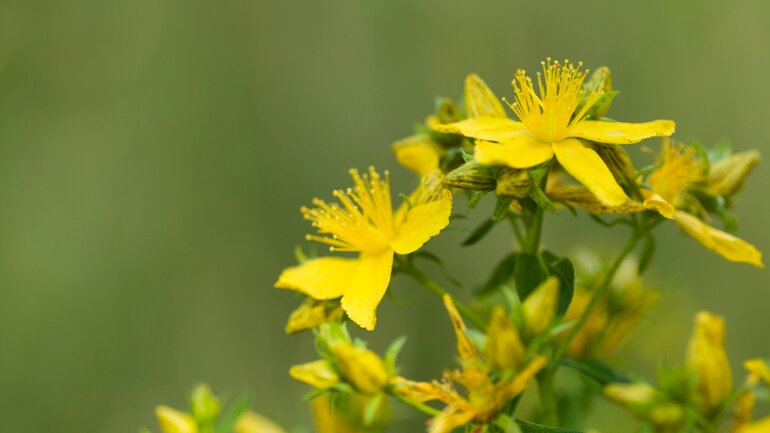 Johanniskraut (Hypericum perforatum)