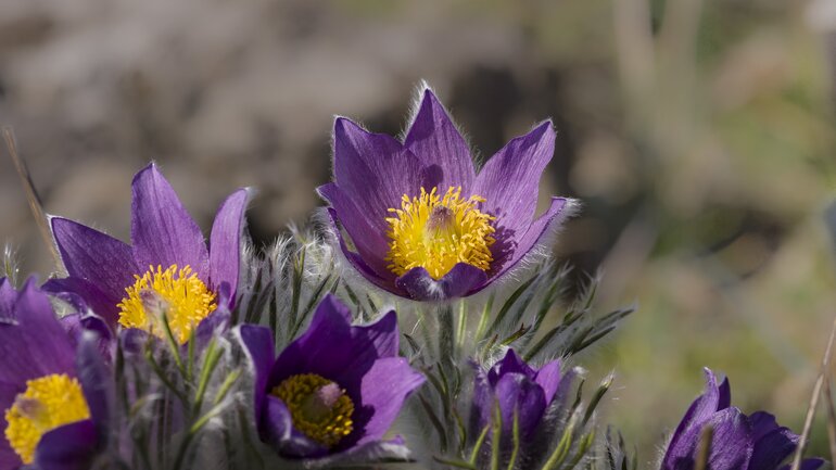 Pulsatilla bei Menstruationsbeschwerden