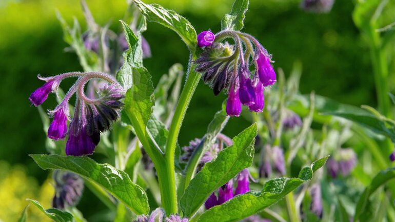 Schmerzen lindern mit Beinwell