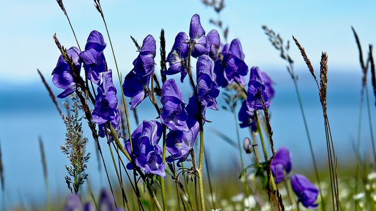 Aconitum (Blauer Eisenhut) bei Husten