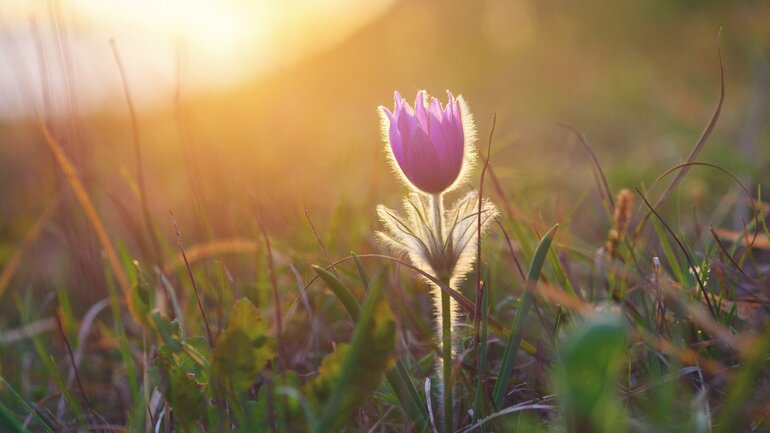 Pulsatilla (Küchenschelle) bei Husten