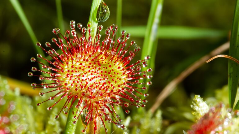 Drosera (Sonnentau)