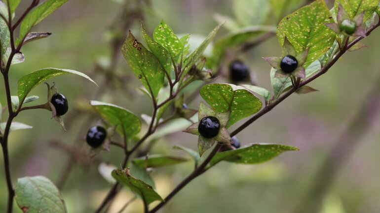 Belladonna (Schwarze Tollkirsche)