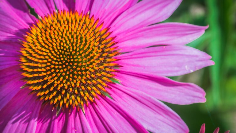 Echinacea (Sonnenhut)