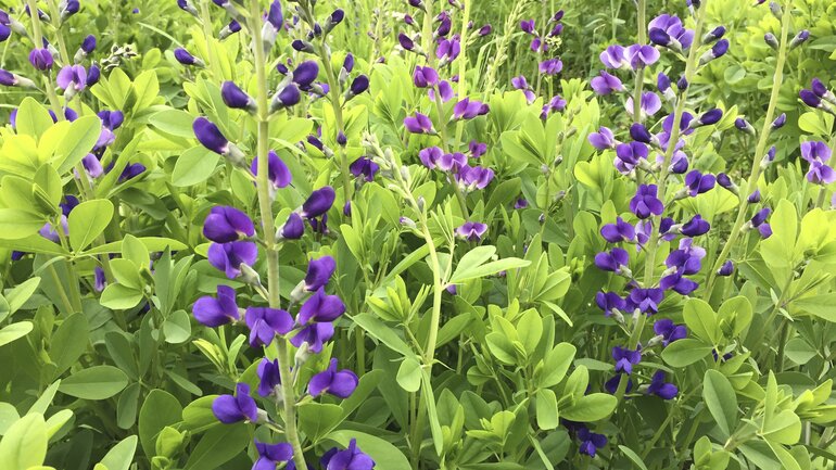 Baptisia (Wilder Indigo)