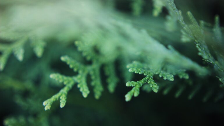 Thuja (Abendländischer Lebensbaum)