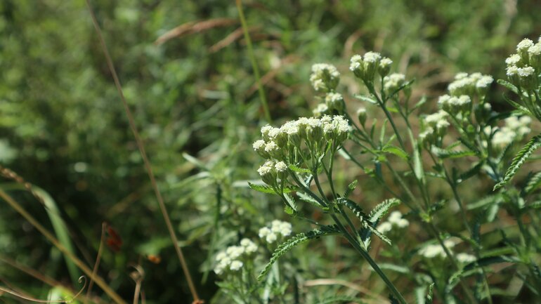 Eupatorium perfoliatum (Durchwachsene Wasserdost)