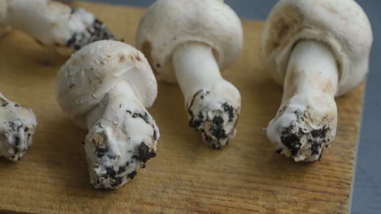 Schimmel auf Champignons?