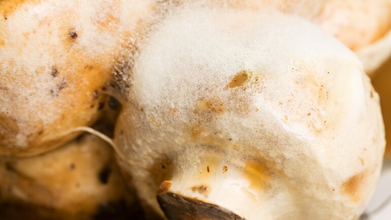 Verschimmelte Champignons