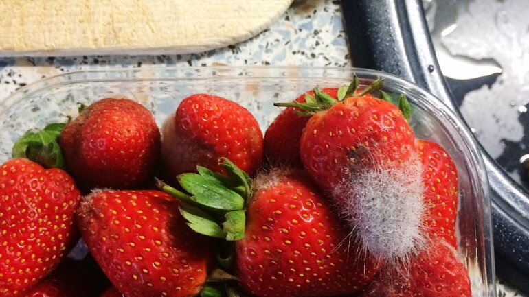 Schimmel auf Erdbeeren