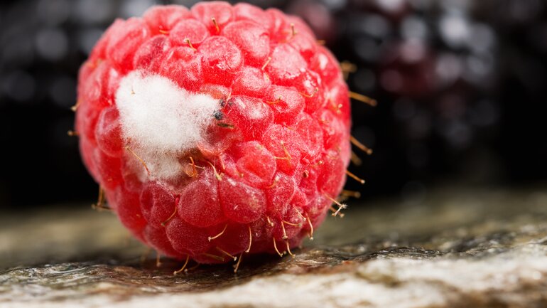 Verschimmelte Himbeere