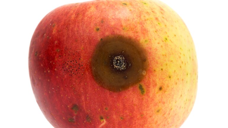 Verschimmelter Apfel
