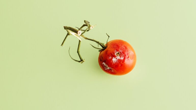 Verschimmelte Tomate