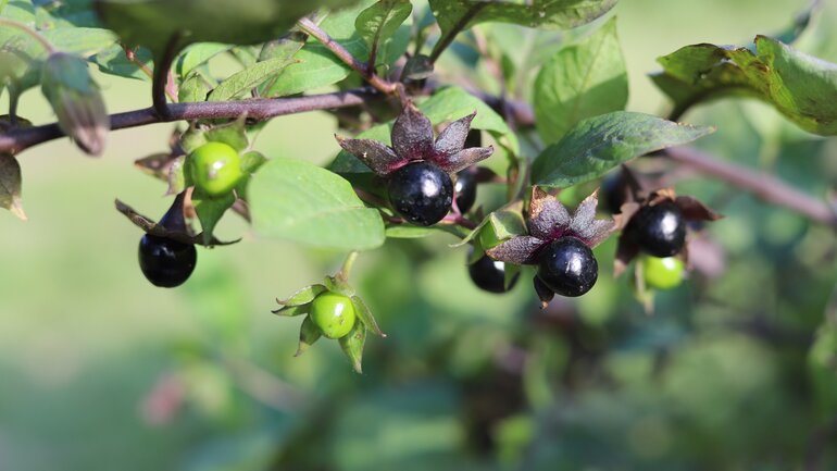Belladonna bei Magen-Darm-Problemen