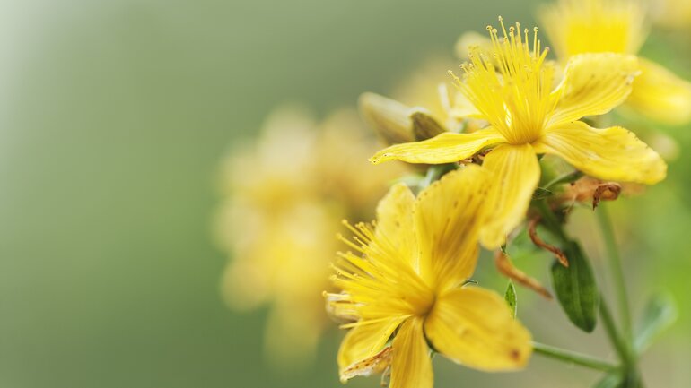 Homöopathie für Kinder: Hypericum
