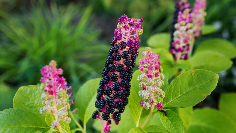 Phytolacca für Kinder mit Halsschmerzen