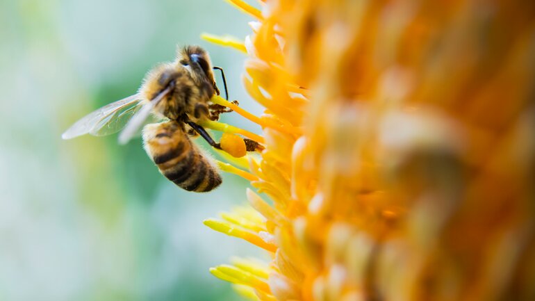 Apis mellifica gegen Stiche