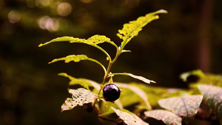 Belladonna auch für Kinder