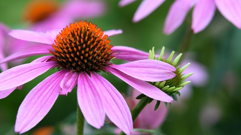 Echinacea: Beliebter homöopathischer Wirkstoff