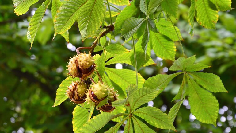 Aesculus kann gegen Juckreiz helfen