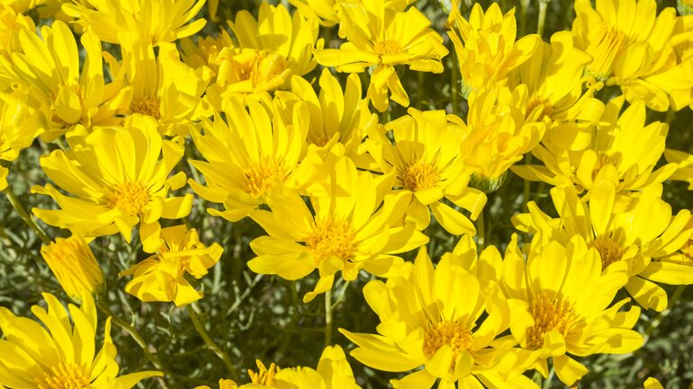 Haplopappus gegen Kopfschmerzen mit Kreislaufschwäche