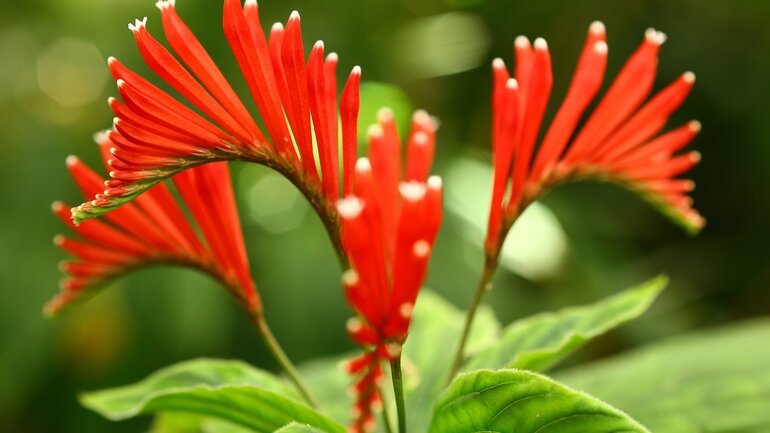 Homöopathisches Spigelia bei Kopfschmerzen wegen Wetterwechsel