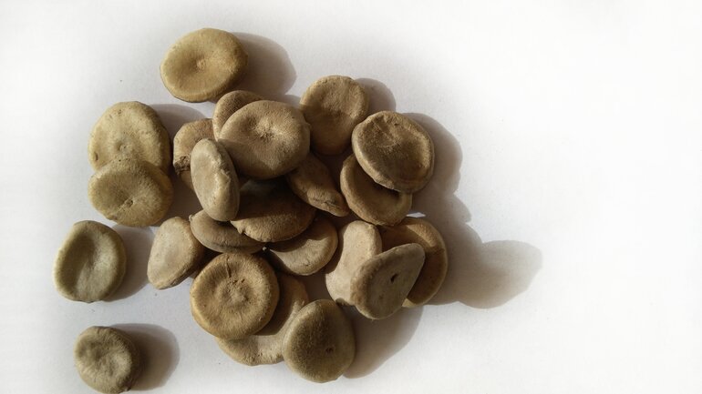 Nux vomica ist wichtiges Mittel
