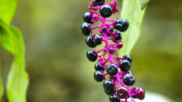 Phytolacca: Mittel gegen Schwellungen