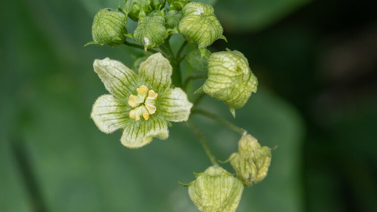 Bryonia: Vielseitiges Mittel