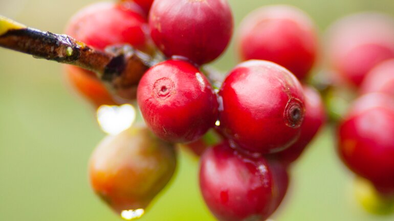 Coffea: Beruhigendes Mittel