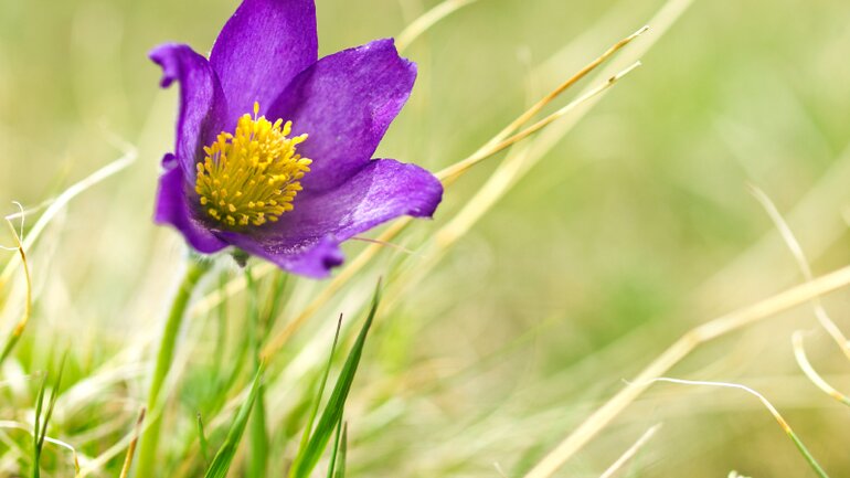 Pulsatilla: Homöopathie speziell für Frauen