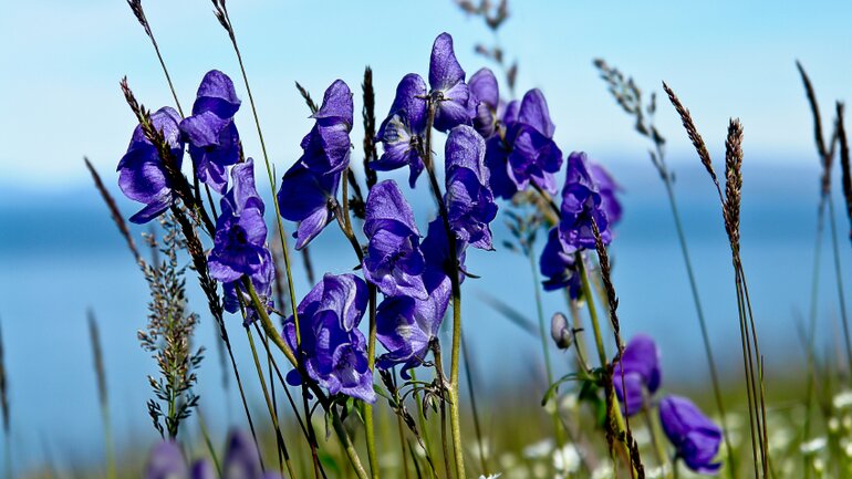 Aconitum (Eisenhut)