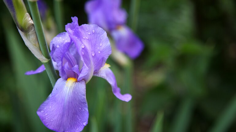 Iris gegen Verdauungsbeschwerden