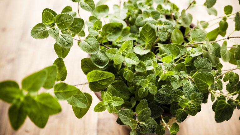 Natürliches Antibiotikum: Oregano