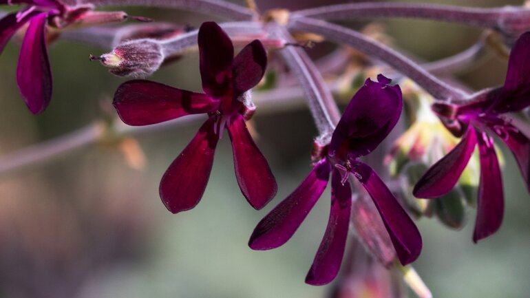 Kapland-Pelargonie