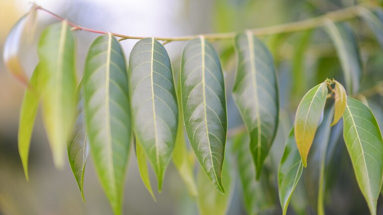 Eukalyptus