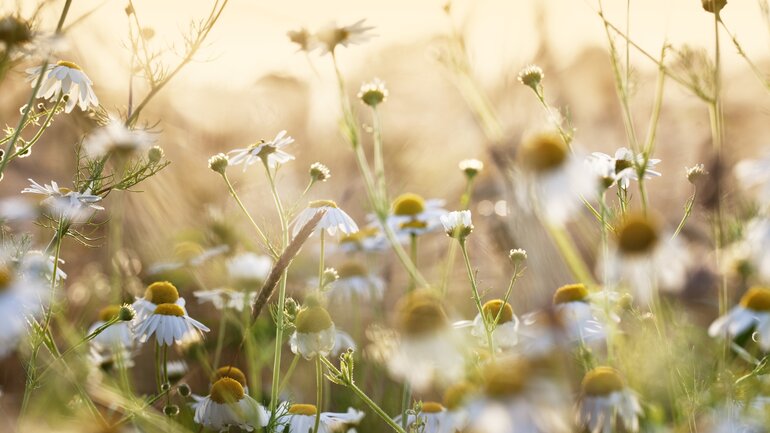 Kamille: Antibiotikum aus der Natur