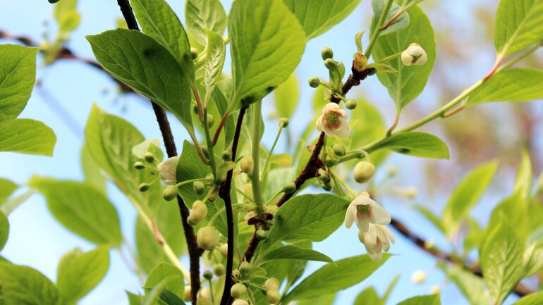 Schisandra chinensis (Schisandra)