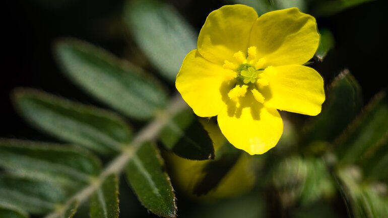 Tribulus terrestris (Erd-Burzeldorn oder Erdsternchen)