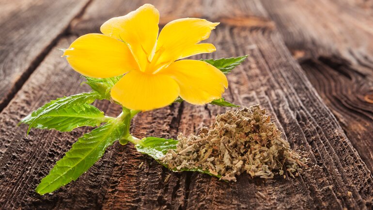 Turnera diffusa (Damiana)